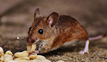 24 Hour & Emergency Exterminators in Shendoah Cvrn, VA
